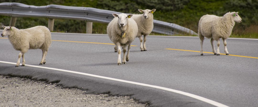 Imagen de archivo de unas ovejas en una carretera Imagen de archivo de unas ovejas en una carretera