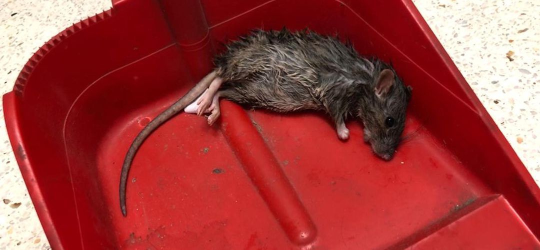 Denuncian que los roedores se encuentran tanto en la cocina como en el resto de instalaciones Denuncian que los roedores se encuentran tanto en la cocina como en el resto de instalaciones