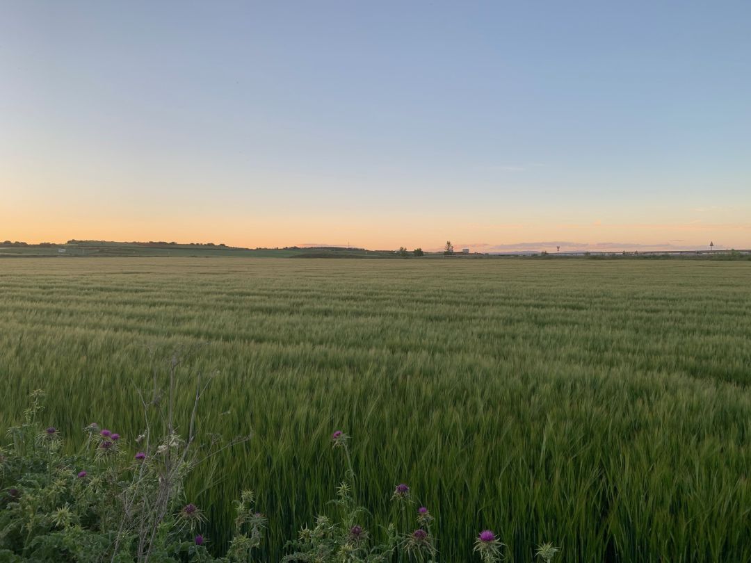 Campo de cereal en Cabanillas del Campo Campo de cereal en Cabanillas del Campo