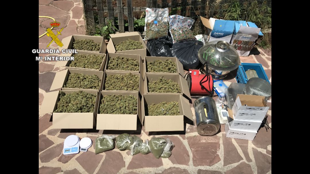 Cogollos de marihuana intervenidos Cogollos de marihuana intervenidos