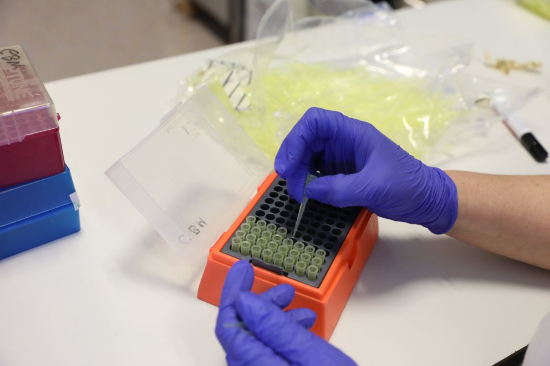 Un biólogo trabaja con unas muestras en un laboratorio del Centro de Biología Molecular Severo Ochoa en el Campus de Cantoblanco Un biólogo trabaja con unas muestras en un laboratorio del Centro de Biología Molecular Severo Ochoa en el Campus de Cantoblanco