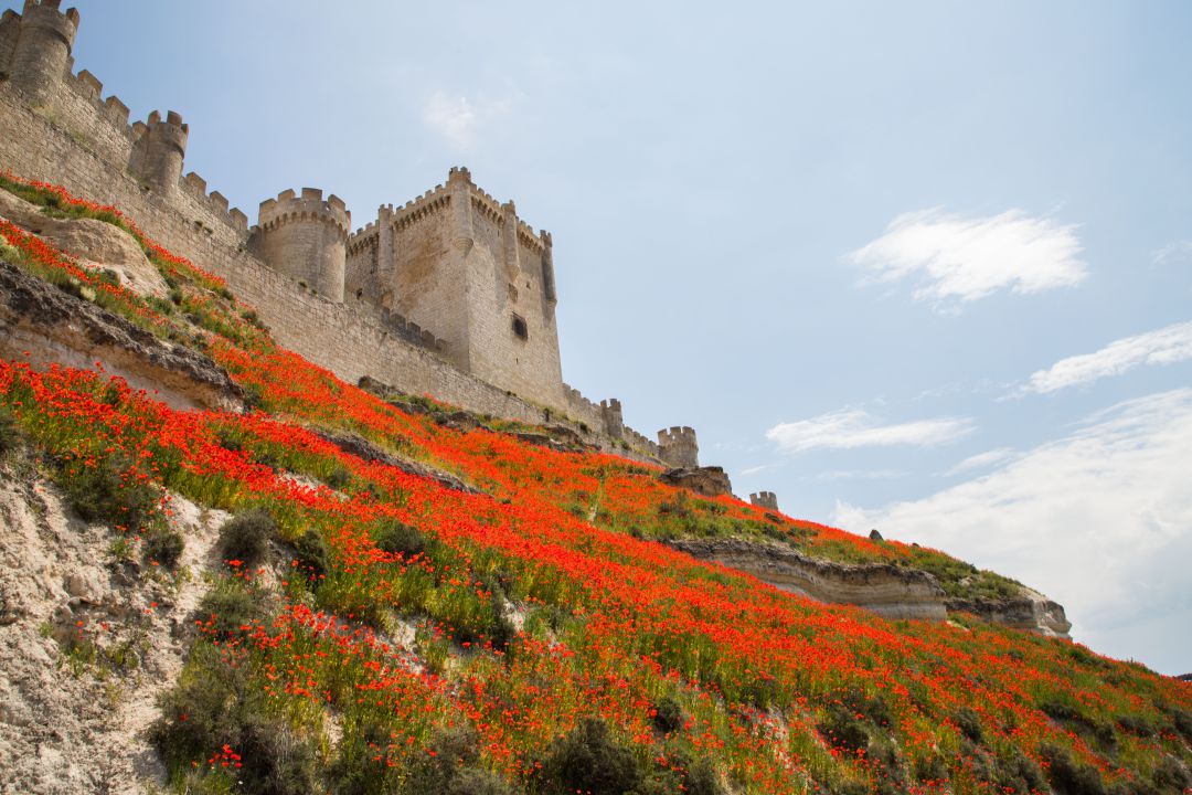 Castillo de Peñafiel, sede del Museo del Vino Castillo de Peñafiel, sede del Museo del Vino