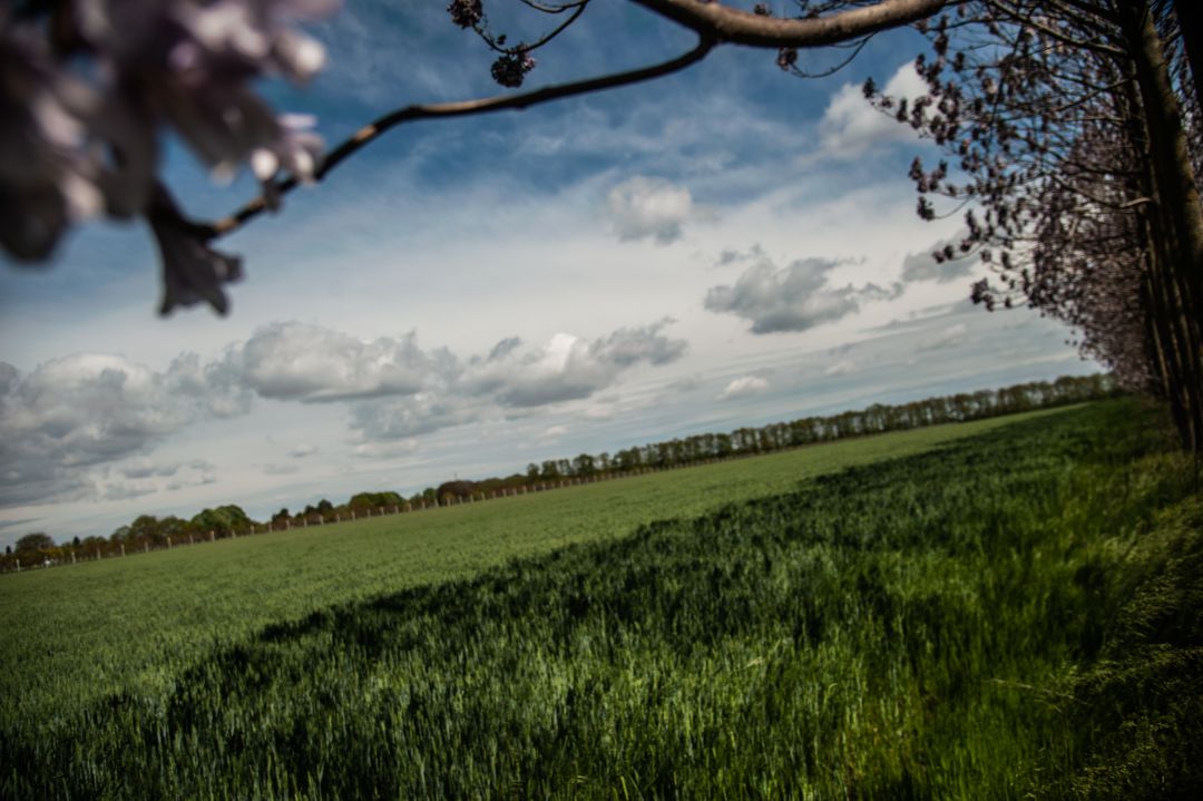 La mejor primavera en siglos La mejor primavera en siglos
