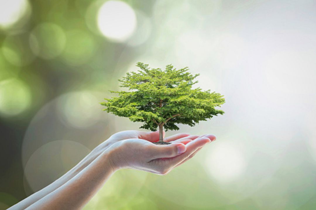 Día Mundial del Medio Ambiente Día Mundial del Medio Ambiente