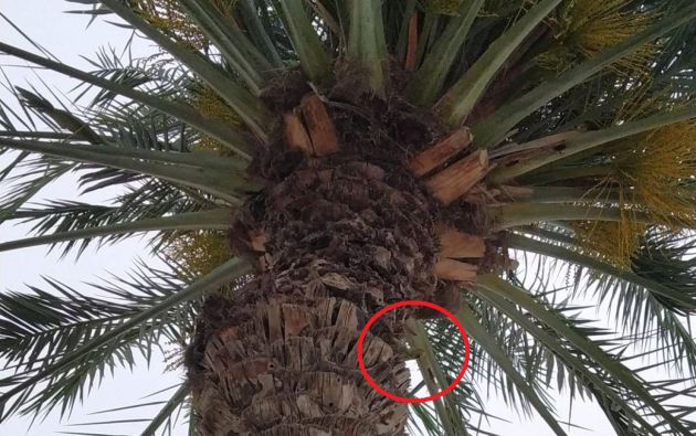 El loro estaba escondido en el estípite. El loro estaba escondido en el estípite.