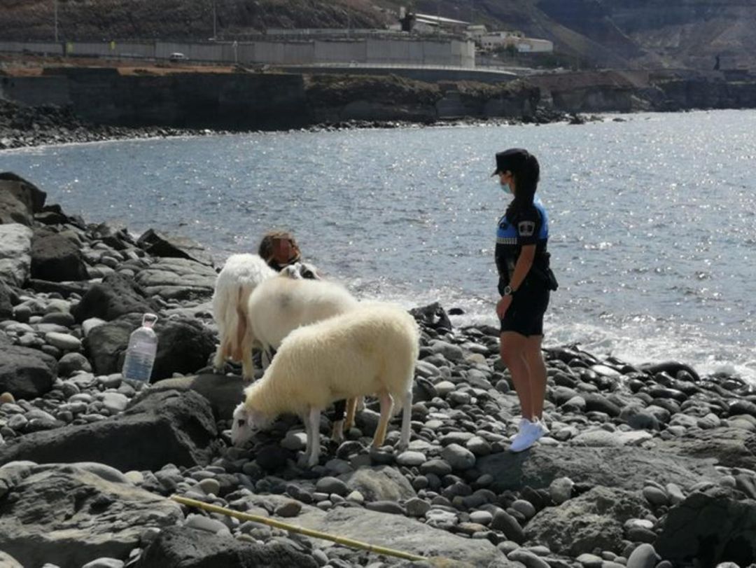 Imagen de los animales en la zona del Lloret Imagen de los animales en la zona del Lloret