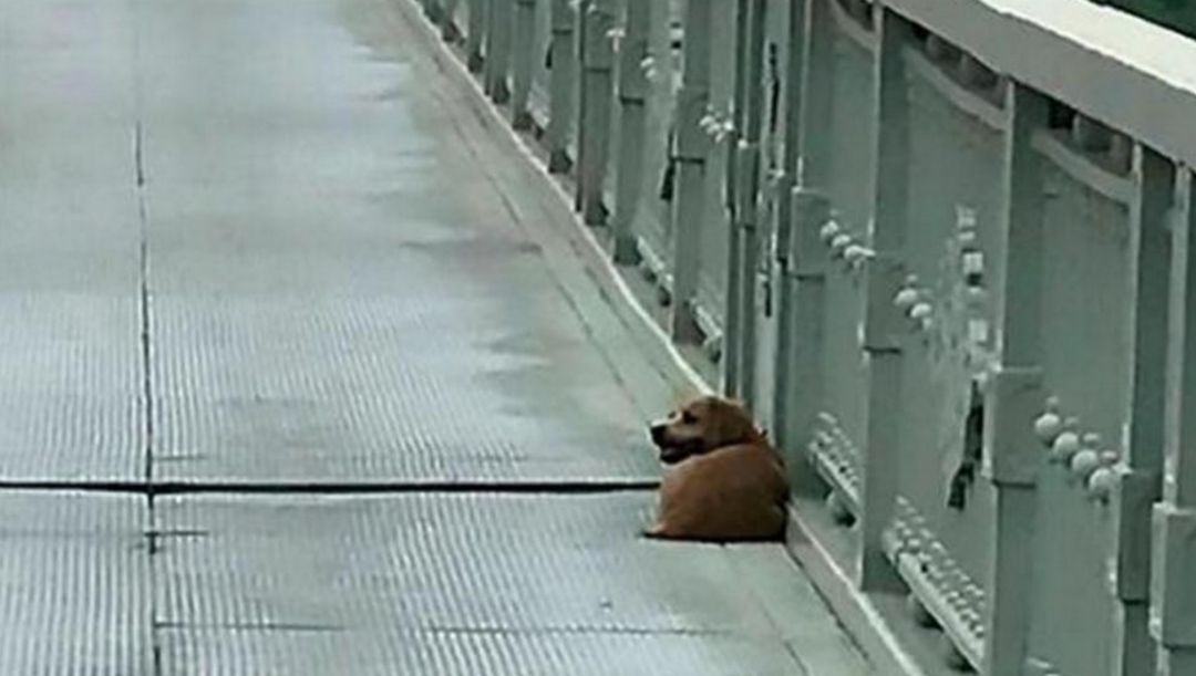 El perro que espera a su dueño en el puente donde se suicidó. El perro que espera a su dueño en el puente donde se suicidó.