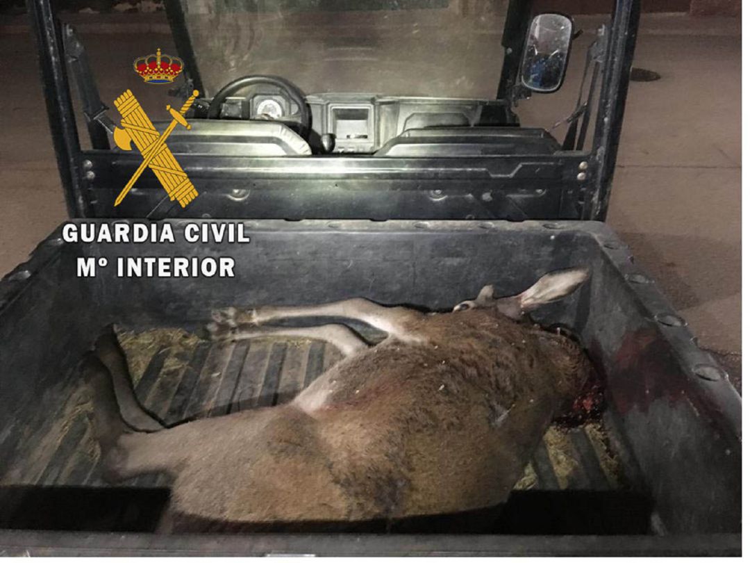 Cria de cirvo muerta en el vehículo en el que era transportada Cria de cirvo muerta en el vehículo en el que era transportada