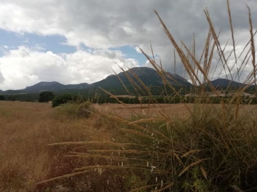 IU se opone a la construcción de una granja para 12.000 lechones en Fontanares IU se opone a la construcción de una granja para 12.000 lechones en Fontanares