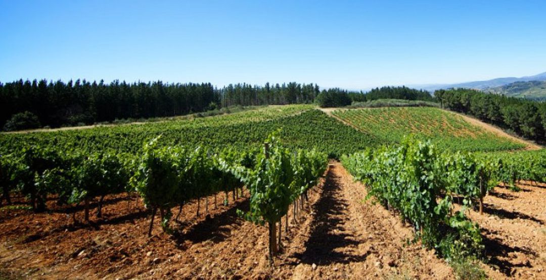 La Junta pretende pagar un 14% menos a la D.O. que a Tierra de León por la vendimia en verde, según Asaja La Junta pretende pagar un 14% menos a la D.O. que a Tierra de León por la vendimia en verde, según Asaja