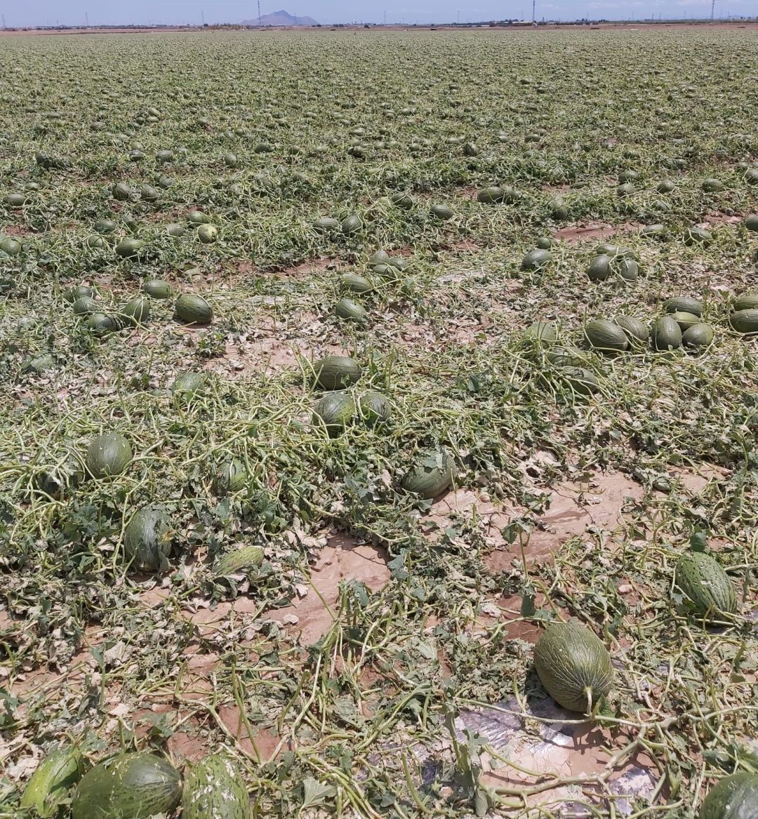 Plantación de melones Campo de Cartagena Plantación de melones Campo de Cartagena