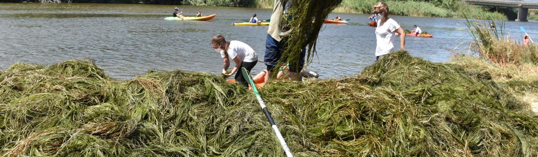 Voluntarios recogen algas del río Tajo en Talavera Voluntarios recogen algas del río Tajo en Talavera