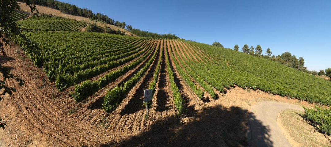 La Junta rectifica y pagará más por arrancar la uva en verde en el Bierzo La Junta rectifica y pagará más por arrancar la uva en verde en el Bierzo