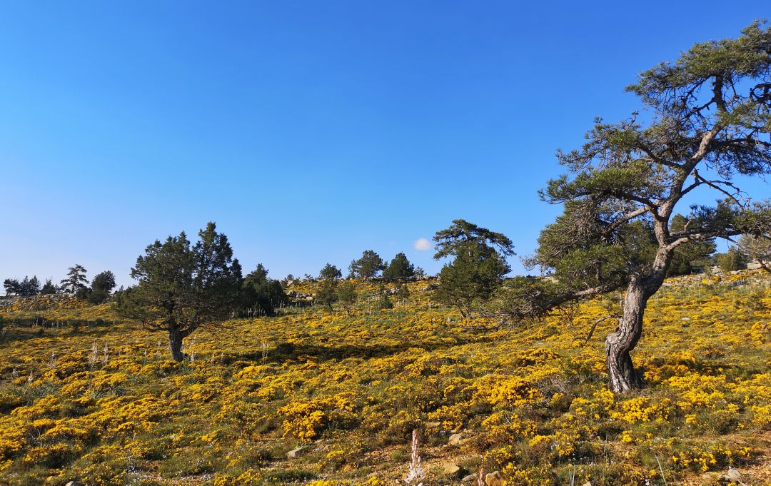 Ruta hasta la cueva del Boquerón en la Serranía de Cuenca. Ruta hasta la cueva del Boquerón en la Serranía de Cuenca.
