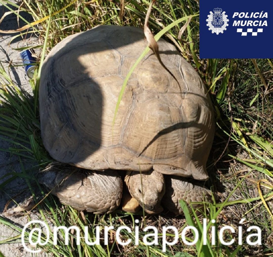 Encuentran una tortuga de Espolones natural de África en Javalí Viejo Encuentran una tortuga de Espolones natural de África en Javalí Viejo
