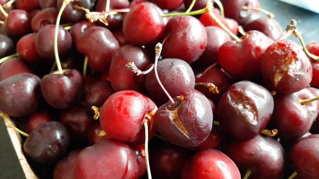 Las lluvias están lastrando la cosecha de fruta en Valdejalón, como la cereza Las lluvias están lastrando la cosecha de fruta en Valdejalón, como la cereza