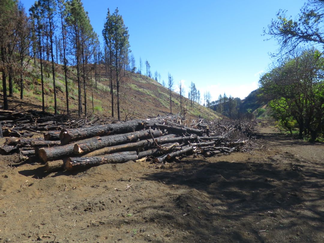 Zona afectada por el incendio en 2019 Zona afectada por el incendio en 2019