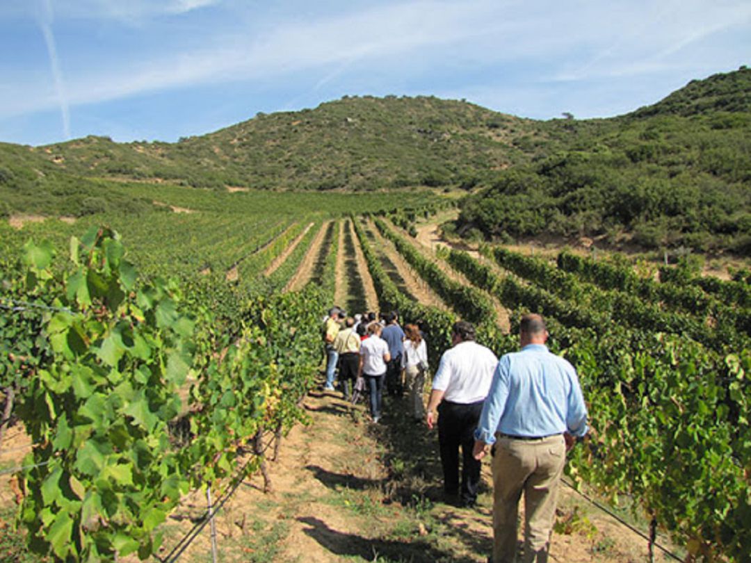 Visitas enoturísticas en la Ribera del Duero Visitas enoturísticas en la Ribera del Duero