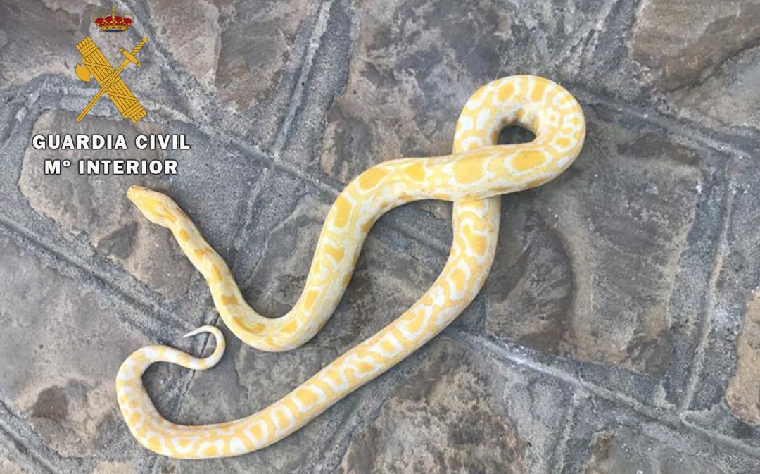 Pitón albina que tenía un vecino de Porcuna en su casa. Pitón albina que tenía un vecino de Porcuna en su casa.