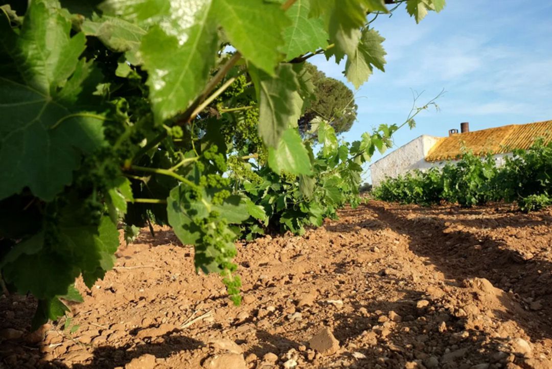 Viñedos Viñedos