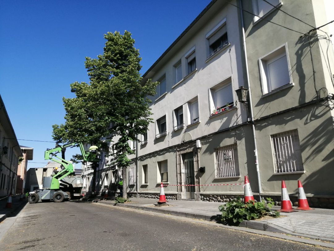 El Ayuntamiento de Ponferrada procede a la tala de los tilos El Ayuntamiento de Ponferrada procede a la tala de los tilos