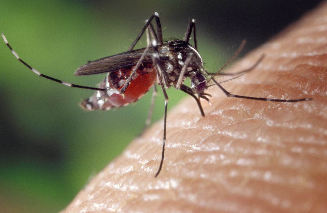 Imatge d'arxiu d'un mosquit tigre Imatge d'arxiu d'un mosquit tigre