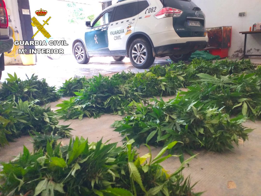 Plantas incautadas en Albalate de Zorita Plantas incautadas en Albalate de Zorita