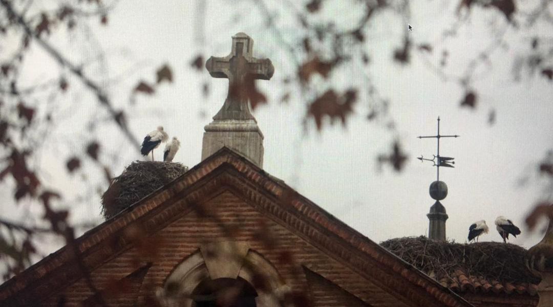 Nidos de cigüeña sobre el Oratorio de San Felipe Neri de Alcalá de Henares Nidos de cigüeña sobre el Oratorio de San Felipe Neri de Alcalá de Henares