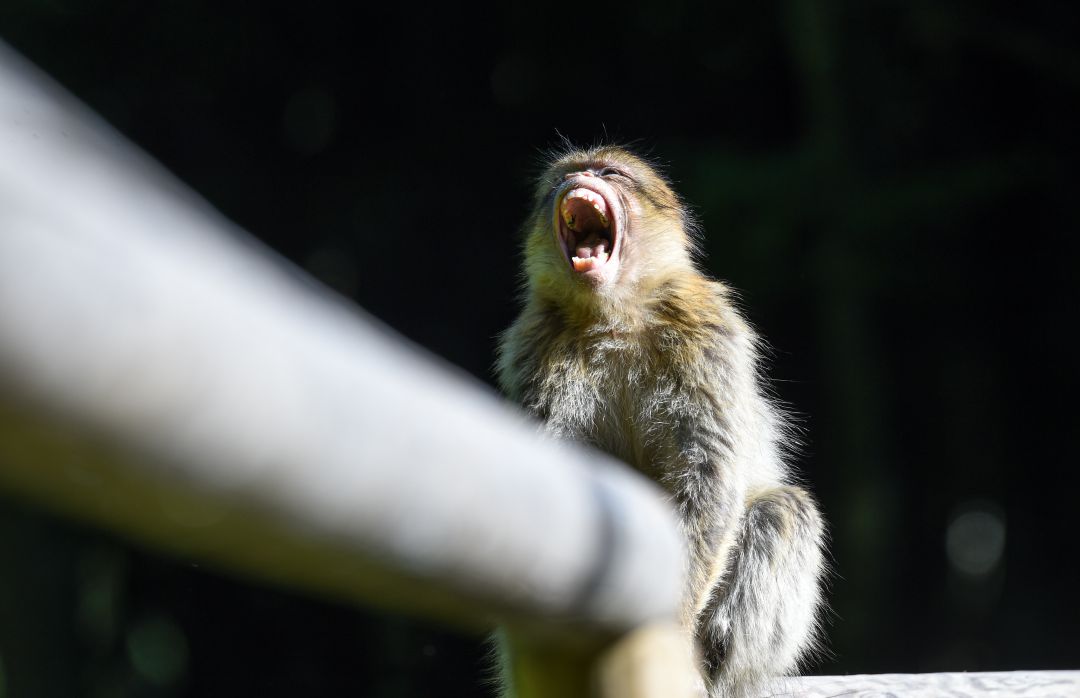 Imagen de un mono, de las especie de los macacos, a la que también pertenece Kalua, el simio que ha herido a 250 personas en India. Imagen de un mono, de las especie de los macacos, a la que también pertenece Kalua, el simio que ha herido a 250 personas en India.
