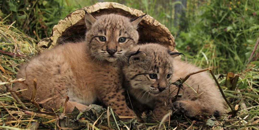 Cachorros de lince ibérico nacidos en La Olivilla, Santa Elena. Cachorros de lince ibérico nacidos en La Olivilla, Santa Elena.