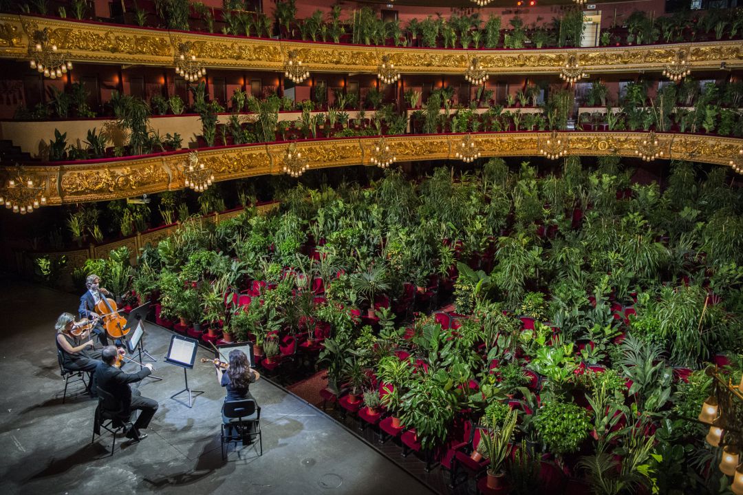 El Cuarteto del Liceu tocando 'Crisantemi' by Puccini parar 2.292 plantas El Cuarteto del Liceu tocando 'Crisantemi' by Puccini parar 2.292 plantas