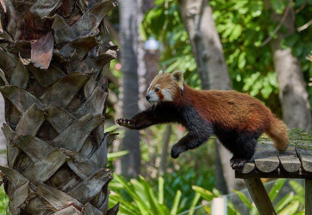 Panda Rojo Panda Rojo