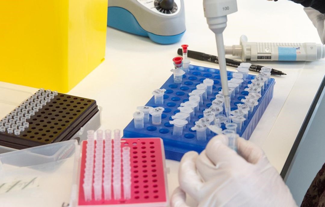 Los investigadores estudian tratamientos frente al COVID-19. Los investigadores estudian tratamientos frente al COVID-19.