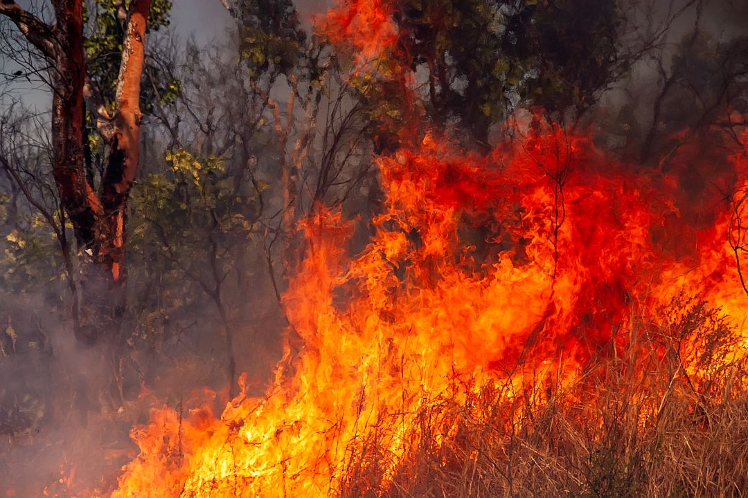Imagen de archivo de un incendio forestal Imagen de archivo de un incendio forestal