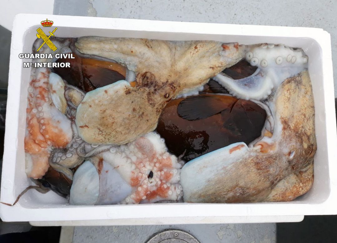 Ejemplares de pulpo Ejemplares de pulpo