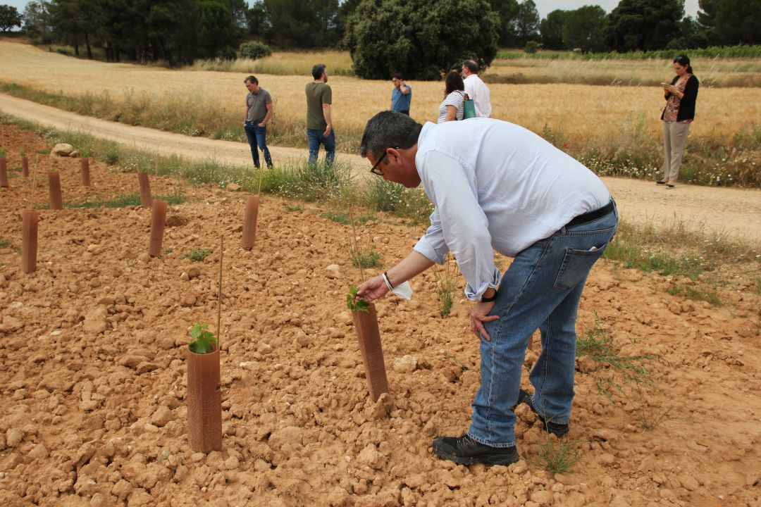 La jornada incluyó una visita a una plantación realizada en abril de con 1.800 cepas de las variedades mandón, tinto jeromo, puesta en cruz y gajo arroba La jornada incluyó una visita a una plantación realizada en abril de con 1.800 cepas de las variedades mandón, tinto jeromo, puesta en cruz y gajo arroba