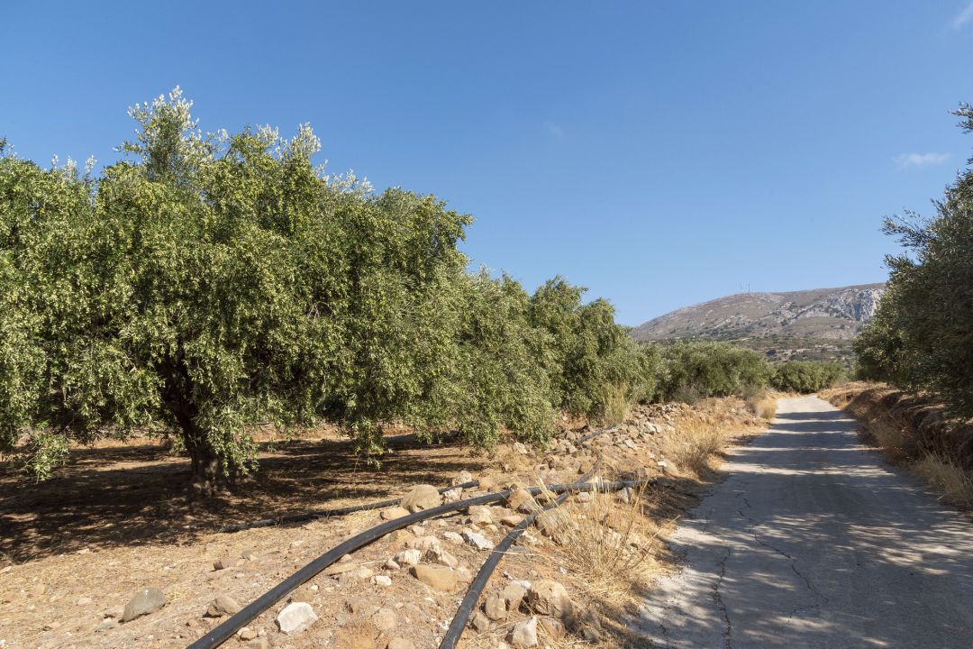 PSOE urge al gobierno regional andaluz para que se convoquen cuánto antes las ayudas para agricultores y ganaderos que han sufrido el embite de la pandemia PSOE urge al gobierno regional andaluz para que se convoquen cuánto antes las ayudas para agricultores y ganaderos que han sufrido el embite de la pandemia