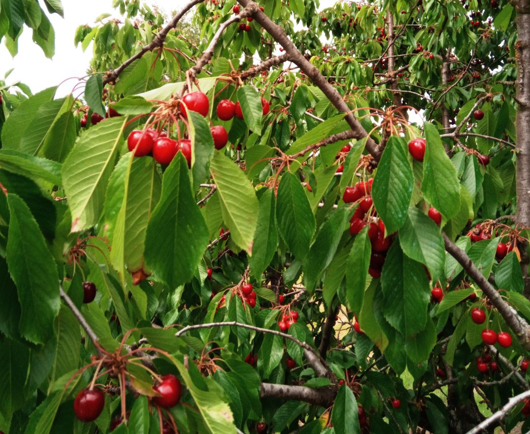 Cerezas bercianas Cerezas bercianas