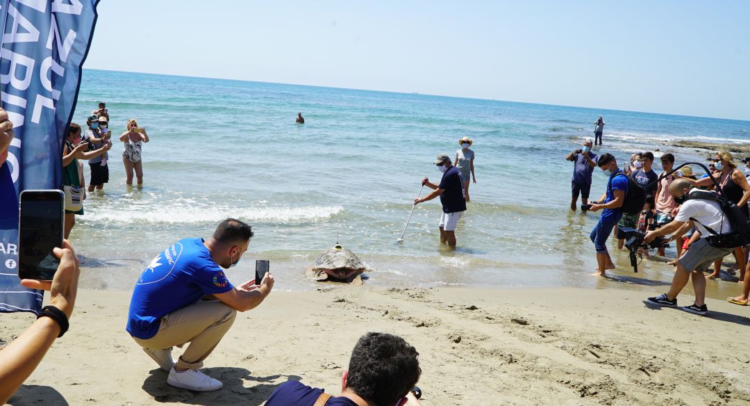 La Fundación Oceanogràfic y la Fundación Azul Marino han soltado este jueves un magnífico ejemplar de tortuga La Fundación Oceanogràfic y la Fundación Azul Marino han soltado este jueves un magnífico ejemplar de tortuga