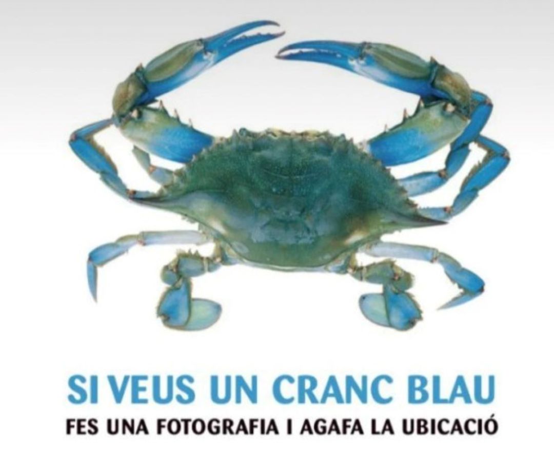 Rètol de la UIB per impulsar l'estudi sobre el cranc blau i com afecta a l'ecosistema balear. Rètol de la UIB per impulsar l'estudi sobre el cranc blau i com afecta a l'ecosistema balear.