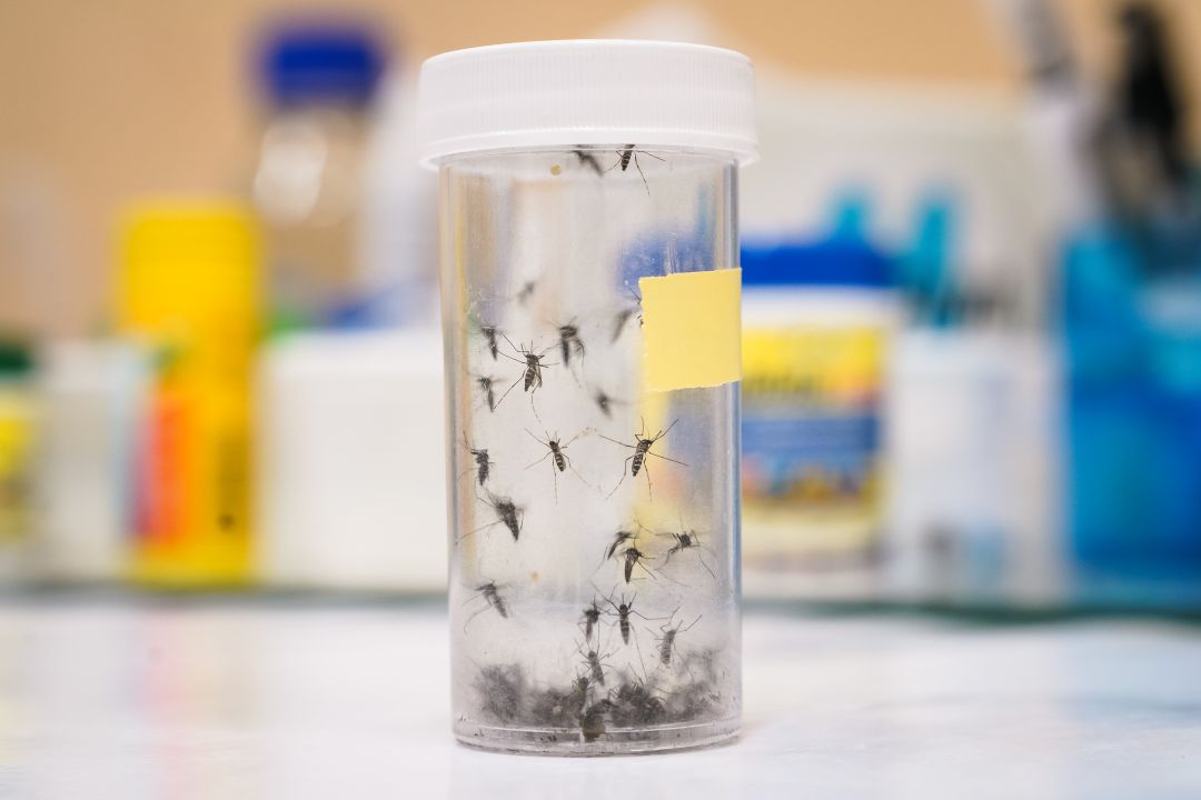 Los investigadores analizaron una base de datos publicada de información sobre mosquitos recolectados en todo el África subsahariana continental entre 2005 y 2017 Los investigadores analizaron una base de datos publicada de información sobre mosquitos recolectados en todo el África subsahariana continental entre 2005 y 2017