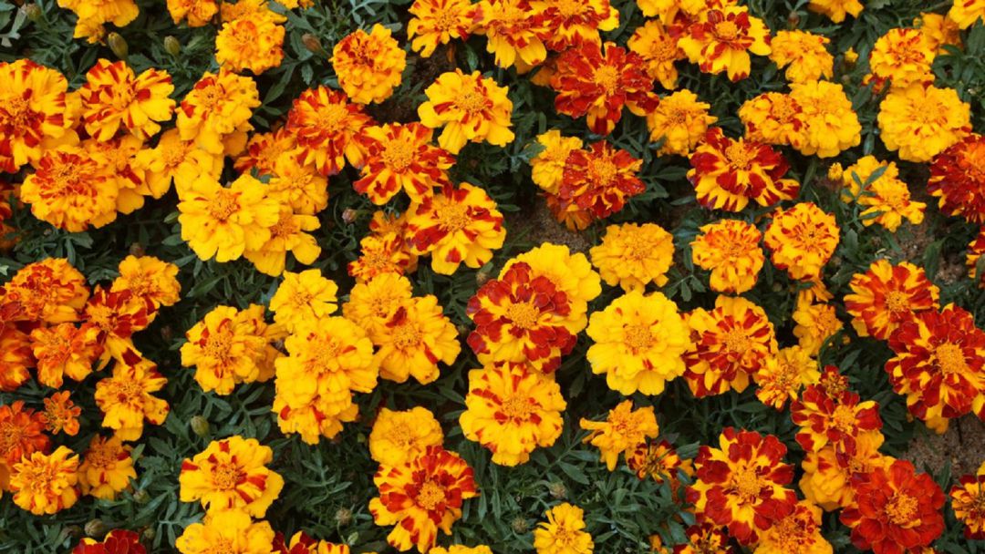Tagetes Tagetes