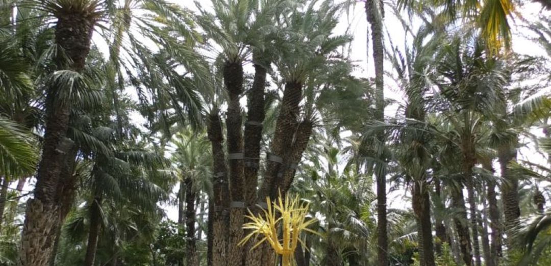 Palmera Imperial, Jardín Huerto del Cura Palmera Imperial, Jardín Huerto del Cura