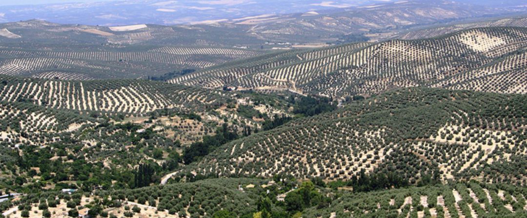 Olivares de Sierra Mágina. Olivares de Sierra Mágina.