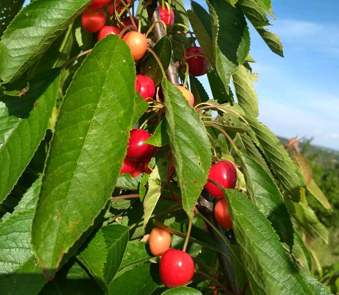 Los productores de Las Caderechas centrarán sus acciones de promoción en la capital burgalesa este año Los productores de Las Caderechas centrarán sus acciones de promoción en la capital burgalesa este año