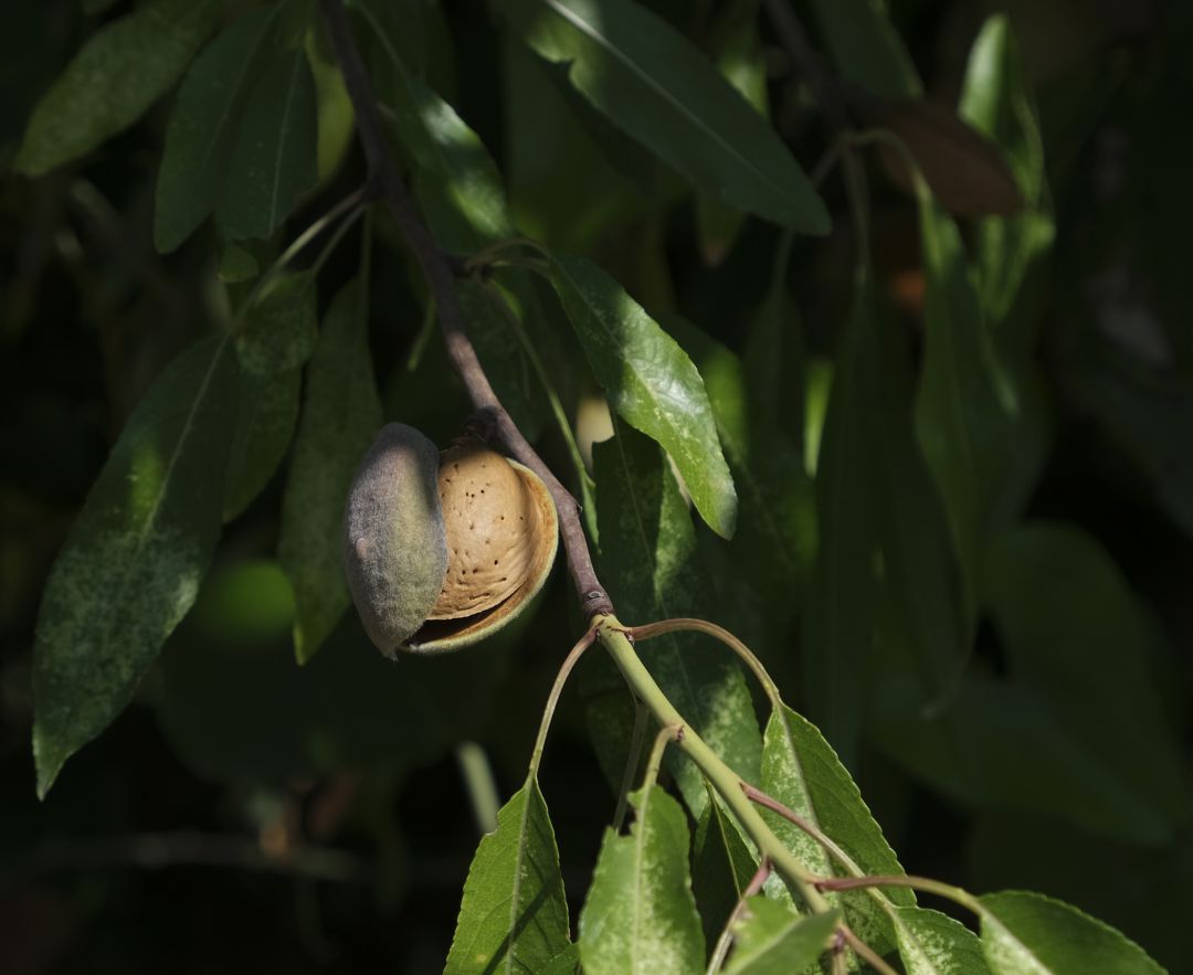 Imagen de un almendro, una de las especies eliminadas Imagen de un almendro, una de las especies eliminadas