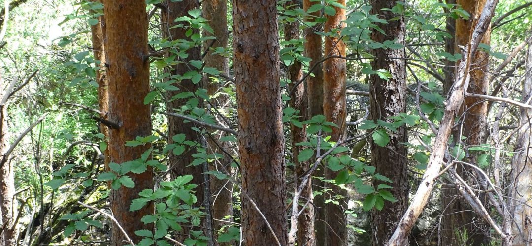 Jóvenes serbales entre pinos Jóvenes serbales entre pinos