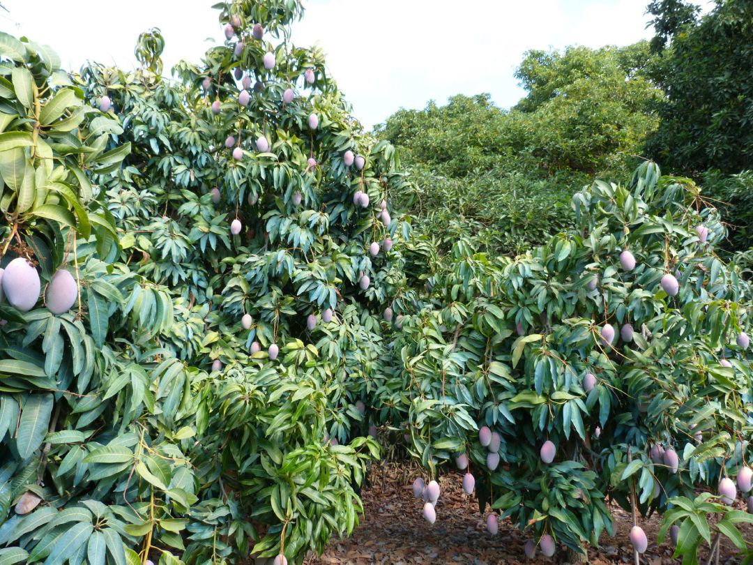 Plantación de mangos en una de las parcelas de la finca La Mayora Plantación de mangos en una de las parcelas de la finca La Mayora
