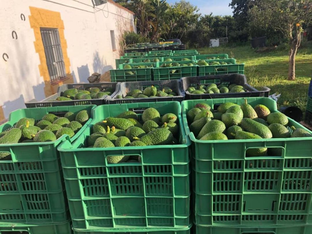 Cientos de kilos de aguacates del Campo Gibraltar recién recolectados Cientos de kilos de aguacates del Campo Gibraltar recién recolectados