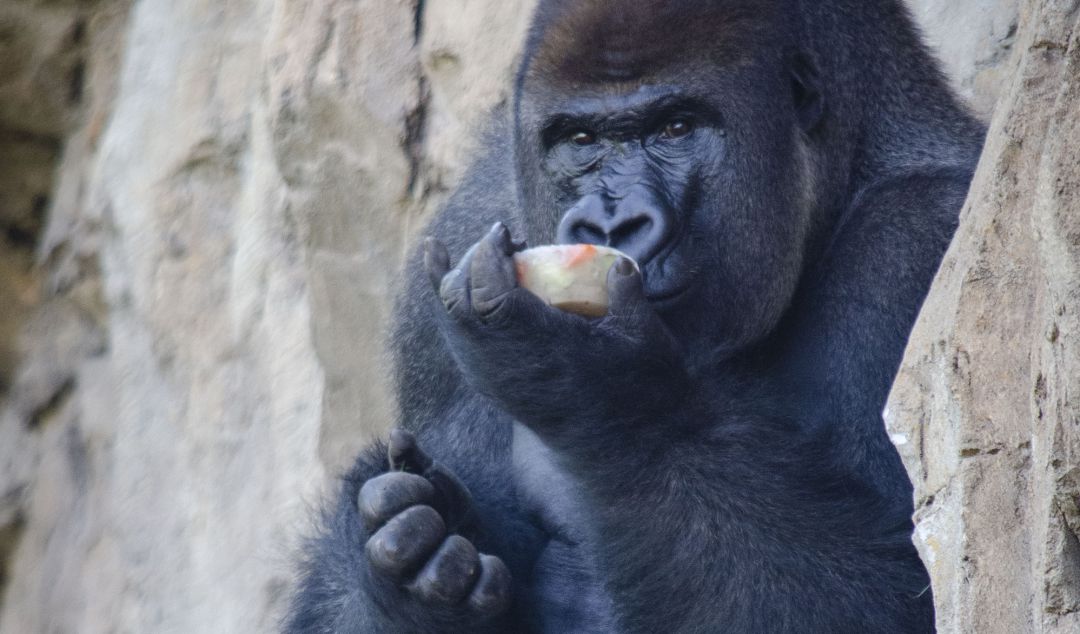 Helados para los animales del Bioparc Valencia Helados para los animales del Bioparc Valencia